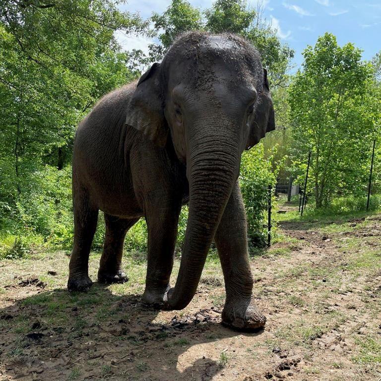 Raja the elephant, a big draw at the St. Louis Zoo, is moving to Columbus to breed